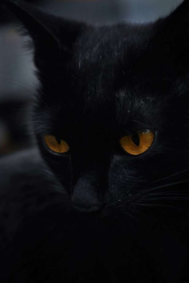 Black Cat Halloween Myth